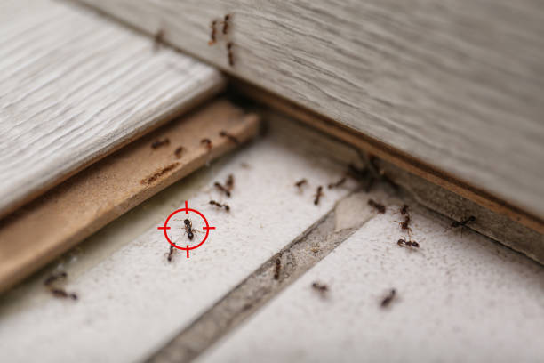 Best Best Pest Control Companies  in Jefferson, IA