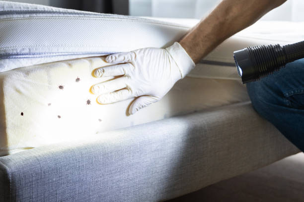 Best Pest Removal Services  in Jefferson, IA