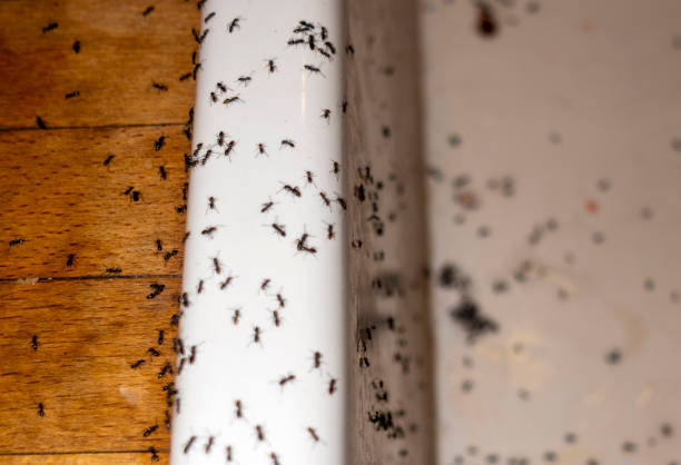 Best Termite Control Services  in Jefferson, IA